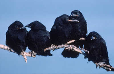 Crows Know Death