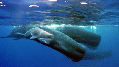 Culture and language in whales