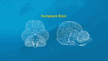 Science from Singularity’s Children: Smart Cetaceans