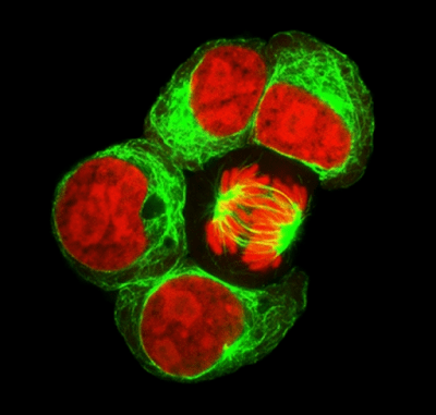 Substrate for Blood Music – Advanced Computation within Cells