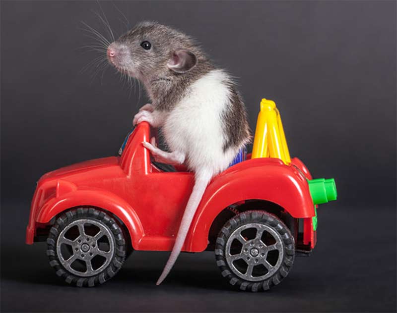 Tech from Singularity’s Children – #BugNet