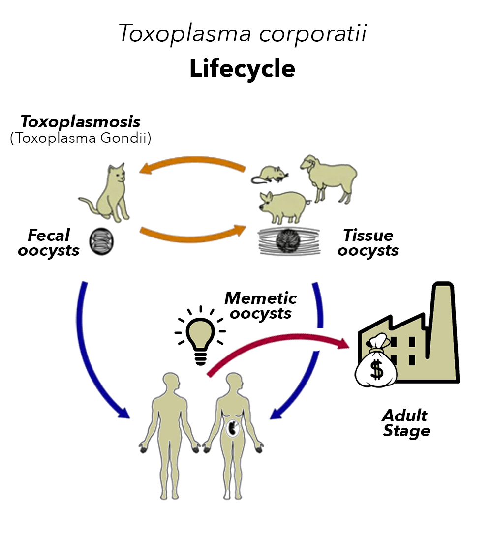 Toxoplasma corporatii lifecycle